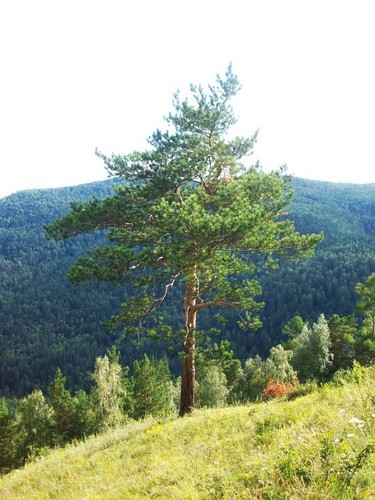 Естественность