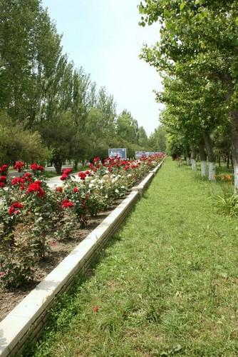 розы