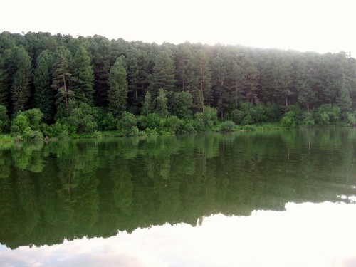 тайга)