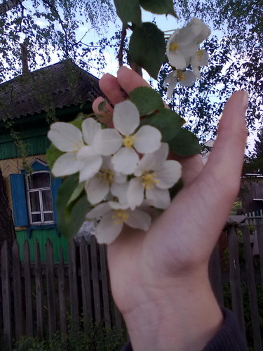 Цветы....