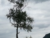 Дерево в камне