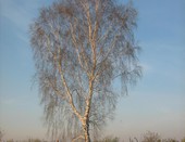 Берёза