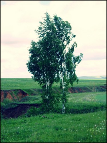 Чудо дерево