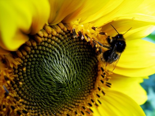Bee Sunny
