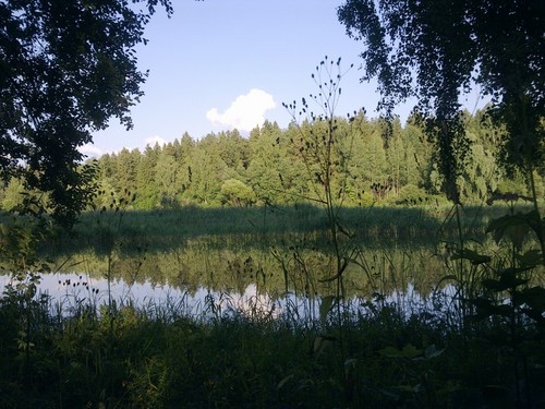 Утро в лесу