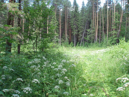 Тайга