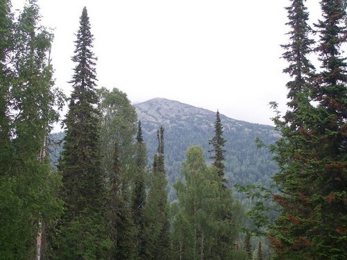 Лесная долина