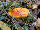 Рыженький Антошка на одной ножке