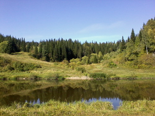 Зеркало леса