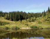 Зеркало леса