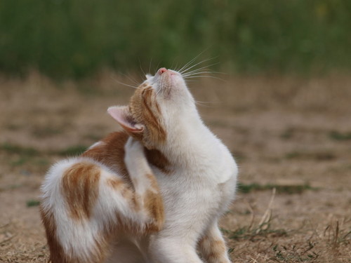 котик
