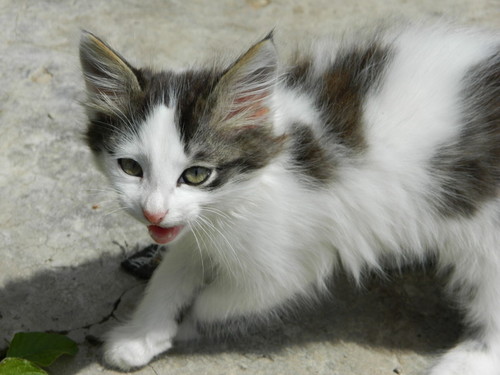 Cat