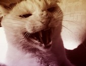 Мой кот