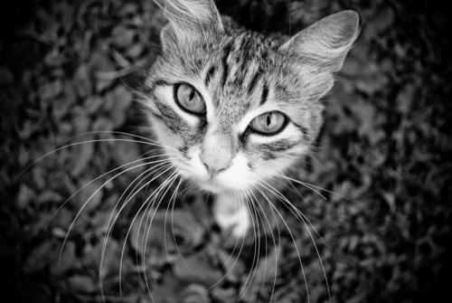 Кошка чб