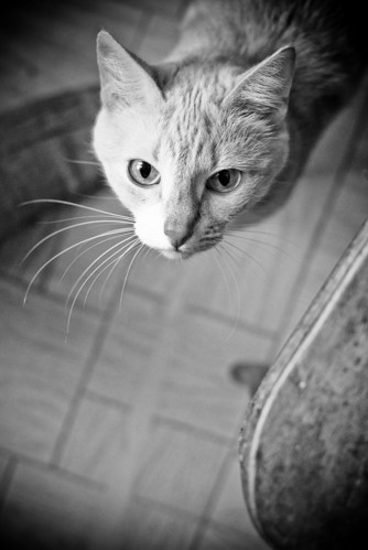 Кошка_чб