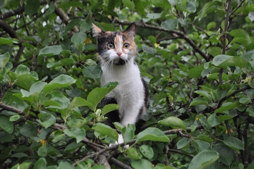 удивлёная кошка