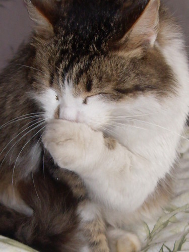 кошка