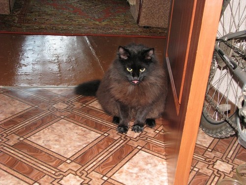 Мой котик - Пончик