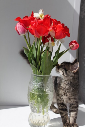 Кошка на окошке