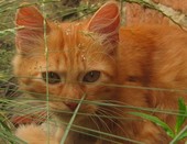 Рыжий кот