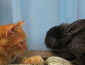 Кот с кроликом