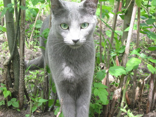 Кот.