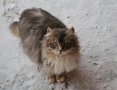 дикая кошка с нашего двора...