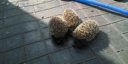 Маленькие ежата