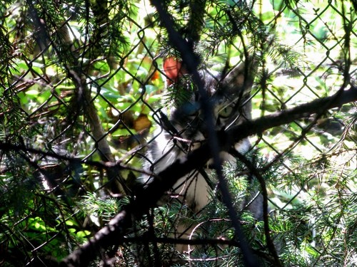 The Cat behind the branches