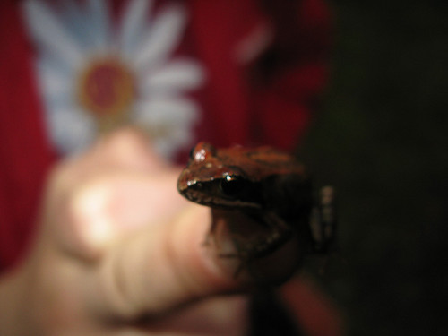 The Frog