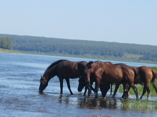 Лошади на водопое