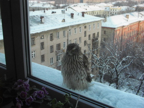 Птицы в городе