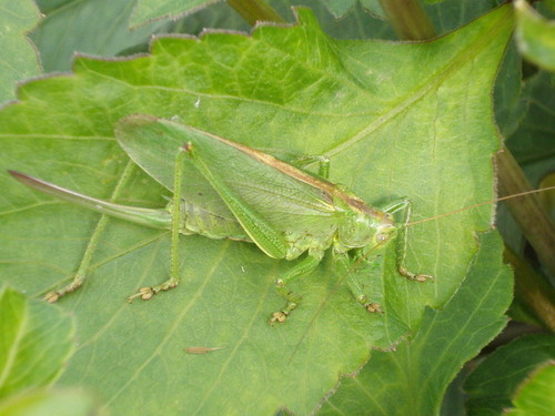 Камуфляж