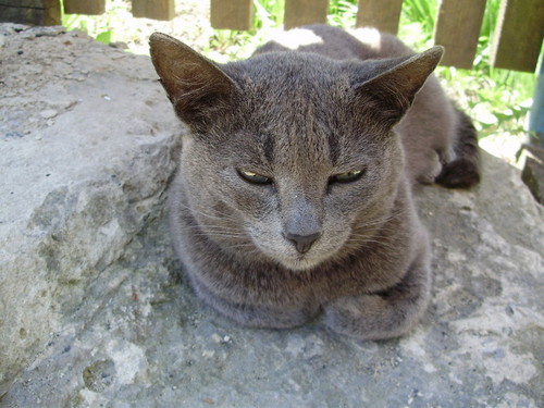 котик