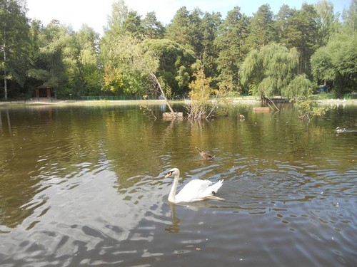 Одинокий лебедь