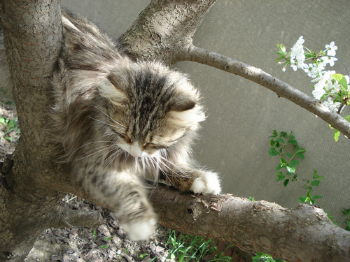 Моя вершина покорена