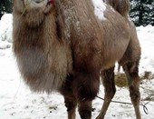 Среди снегов белых