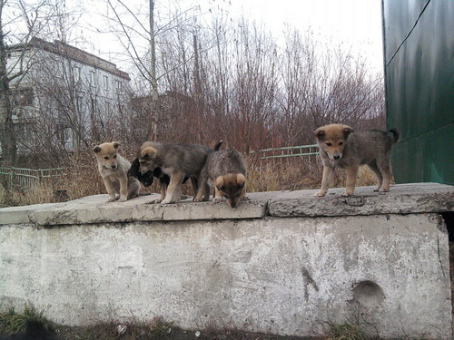 щенята