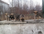 щенята