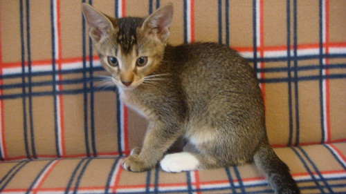 кошка Ася