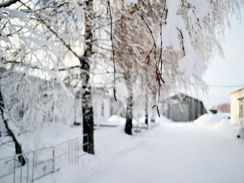 Сережки березы
