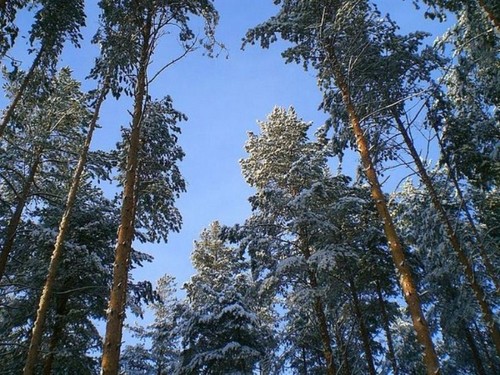 Под голубыми небесами...
