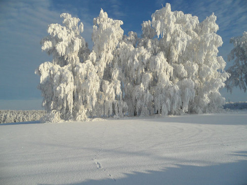Белое чудо