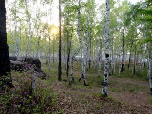 Багульник, он же Альпийская роза, он же Рододендрон