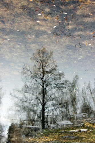 Первые лужи