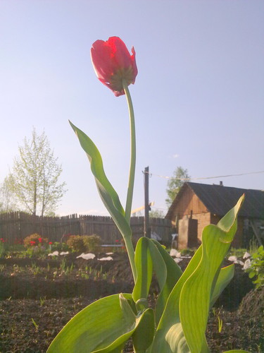 мой огород