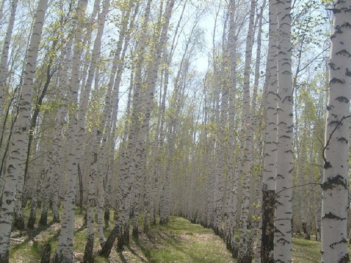 "Березы"весной,село Черкасское