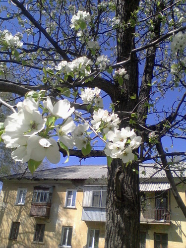 Аромат манит, сердце плачет...