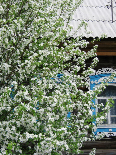 Первое цветущее деревце весны