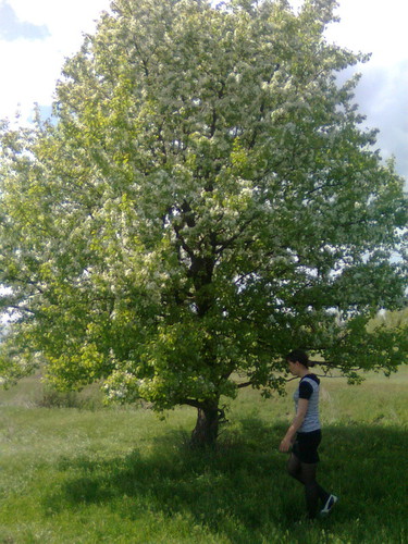 Весенний аромат.